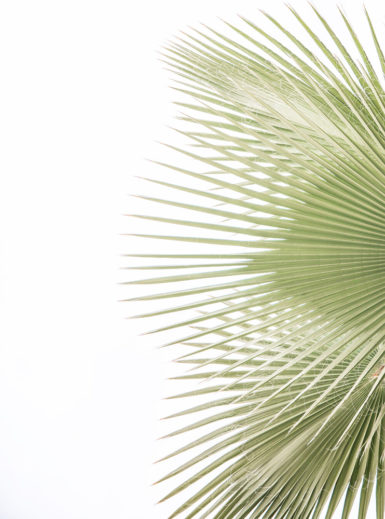 Calistoga palms art